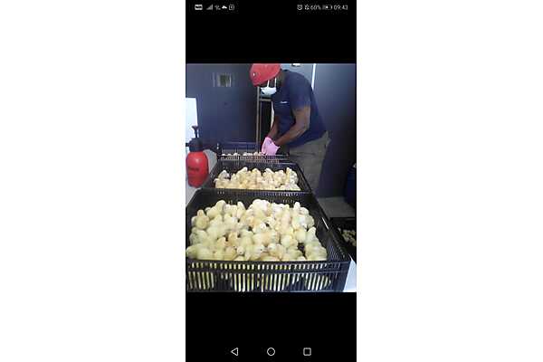 GaModise Modise photo